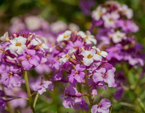 How to sow wallflowers?