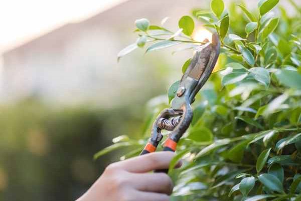 Beginner Gardening: How to Prune Your Bushes Without Making Mistakes?