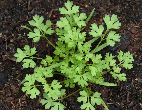 How to sow chervil?