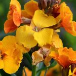Diseases and parasitic pests of wallflowers