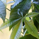 Pachira: Planting, Growing and Care