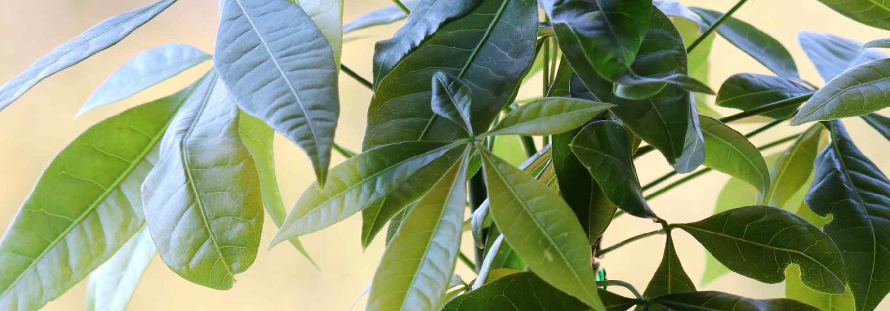 Pachira: Planting, Growing and Care