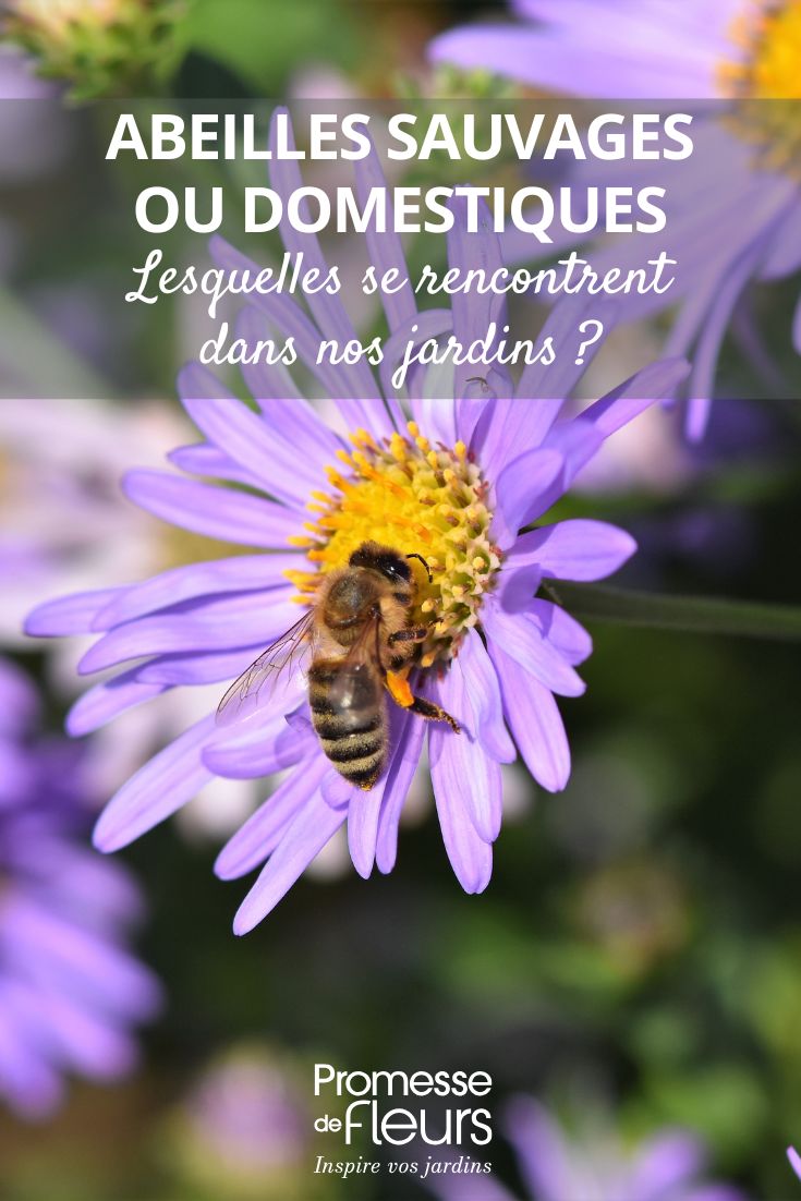 Wild Bees or Domestic Bees: Which species Can Be Found in Our Gardens a bee gathering nectar from a flower