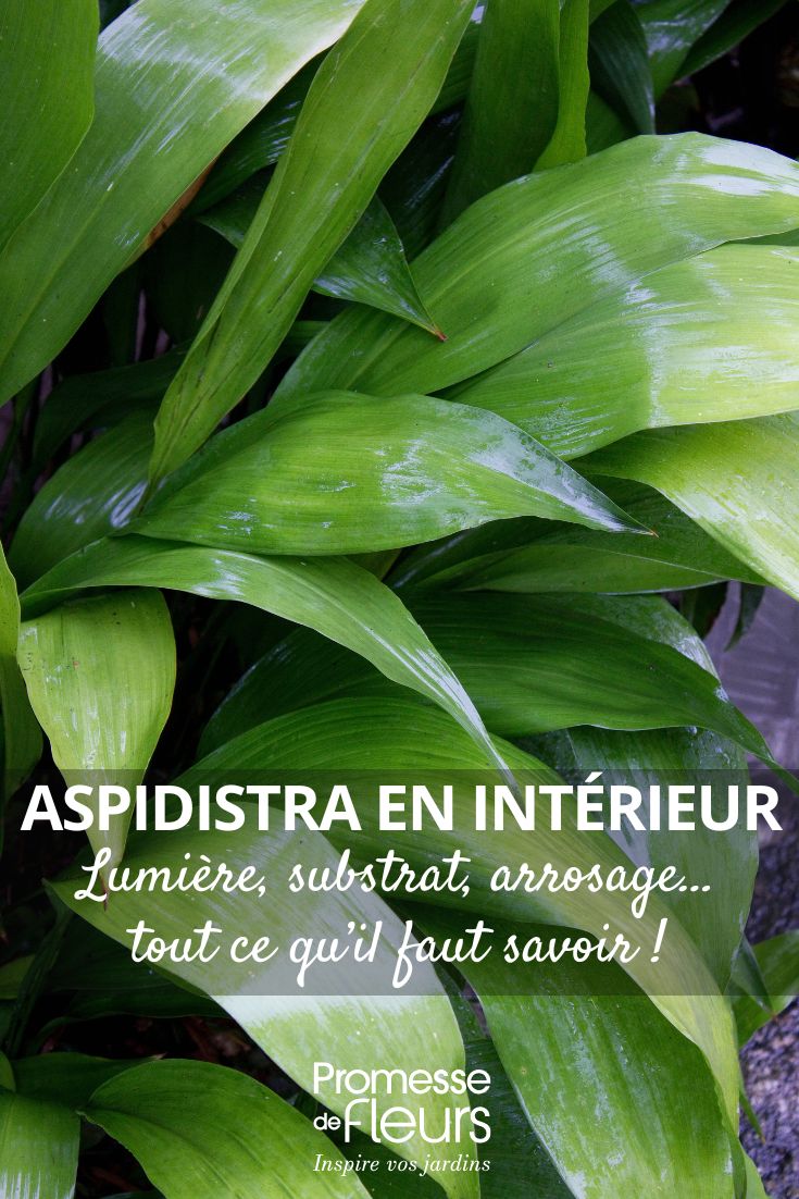 our tips for growing the aspidistra