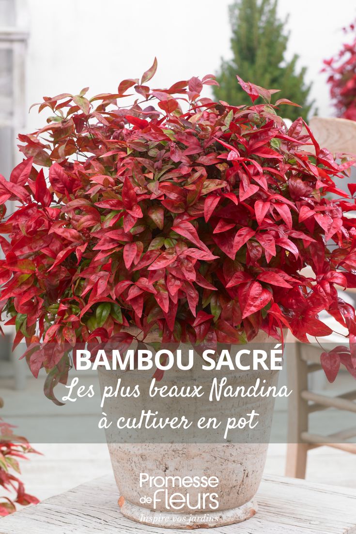 Most Beautiful Sacred Bamboo Nandina to Grow in Pots choosing a nandina for a pot