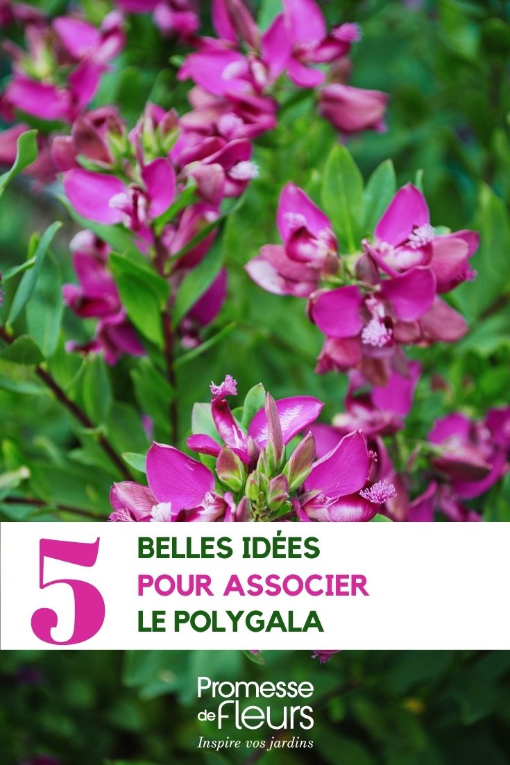 How to combine Polygala ideas for pairing Polygala