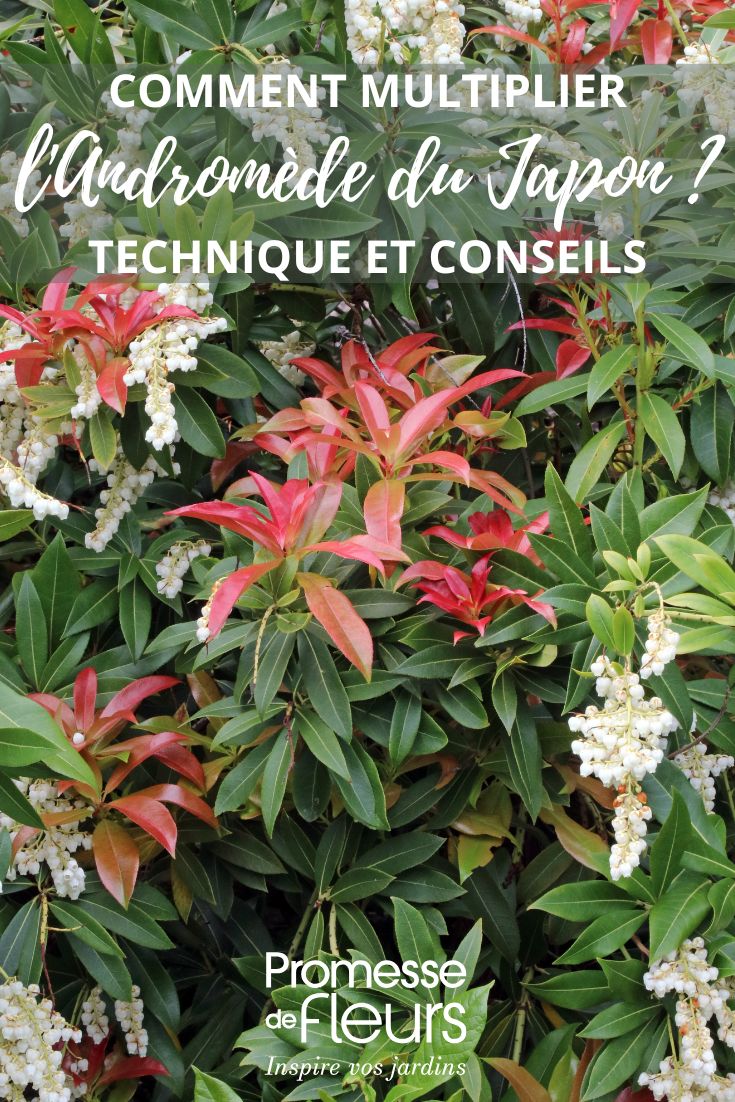 Pieris japonica
