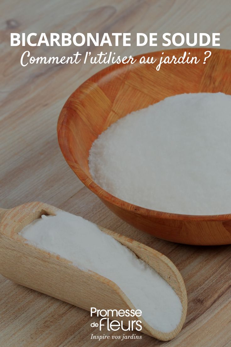 How to use bicarbonate of soda in the garden using bicarbonate in the garden