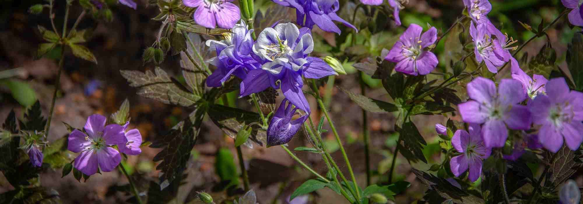 Hardy Geraniums: discover colourful foliage varieties to enhance your flower beds