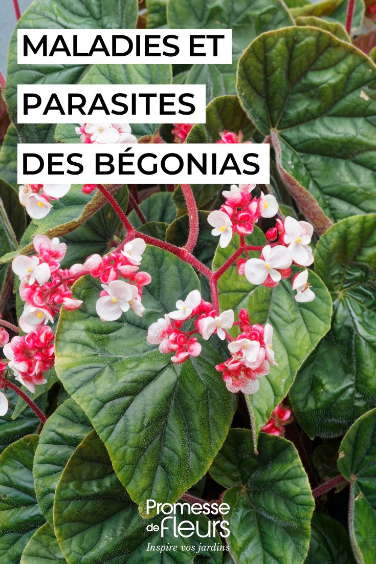Diseases and parasitic pests of begonias caring for begonias