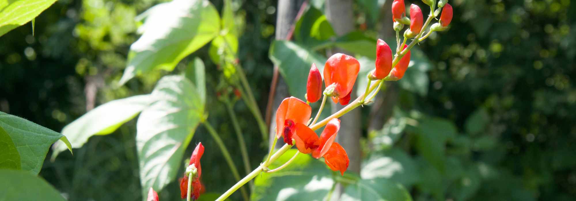 The best annual climbing plants to quickly beautify your garden