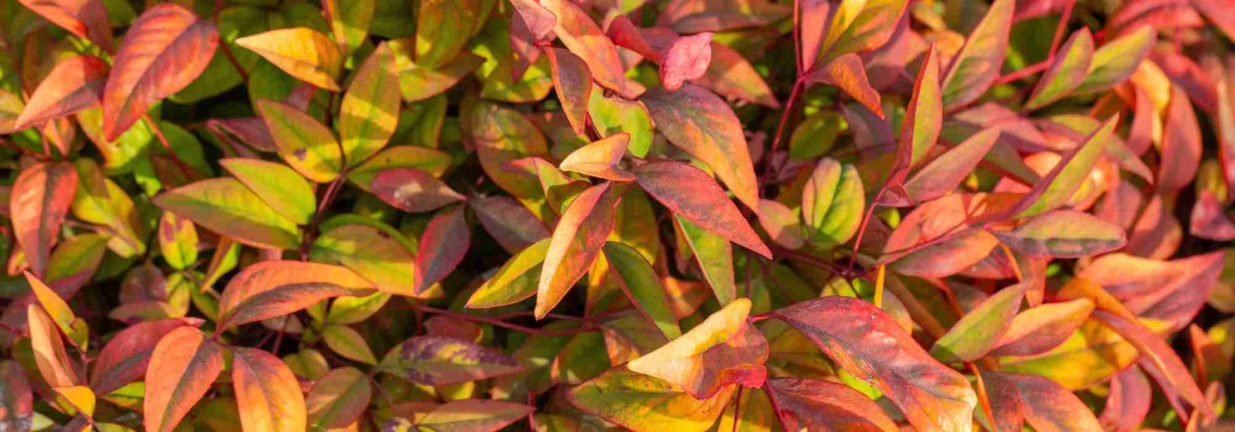 Nandina domestica: A Reliable Choice Among Decorative Foliage Plants