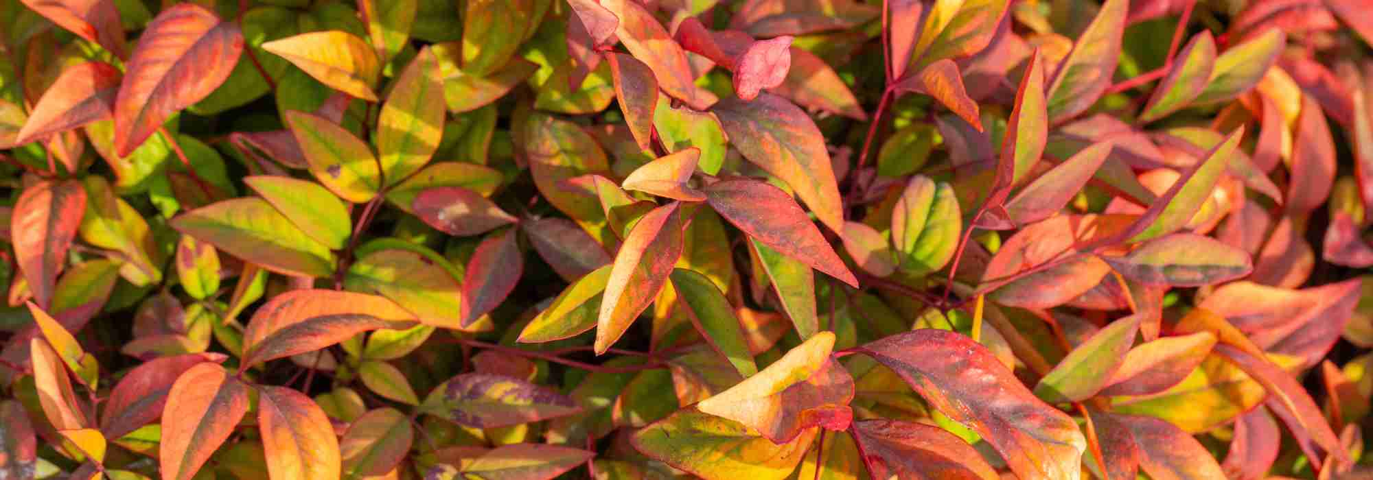 Nandina domestica: A Reliable Choice Among Decorative Foliage Plants