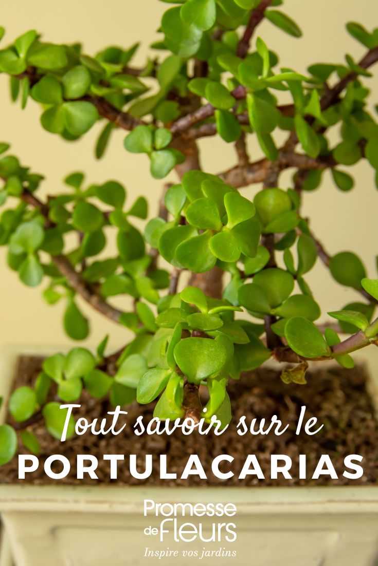 All About Portulacarias