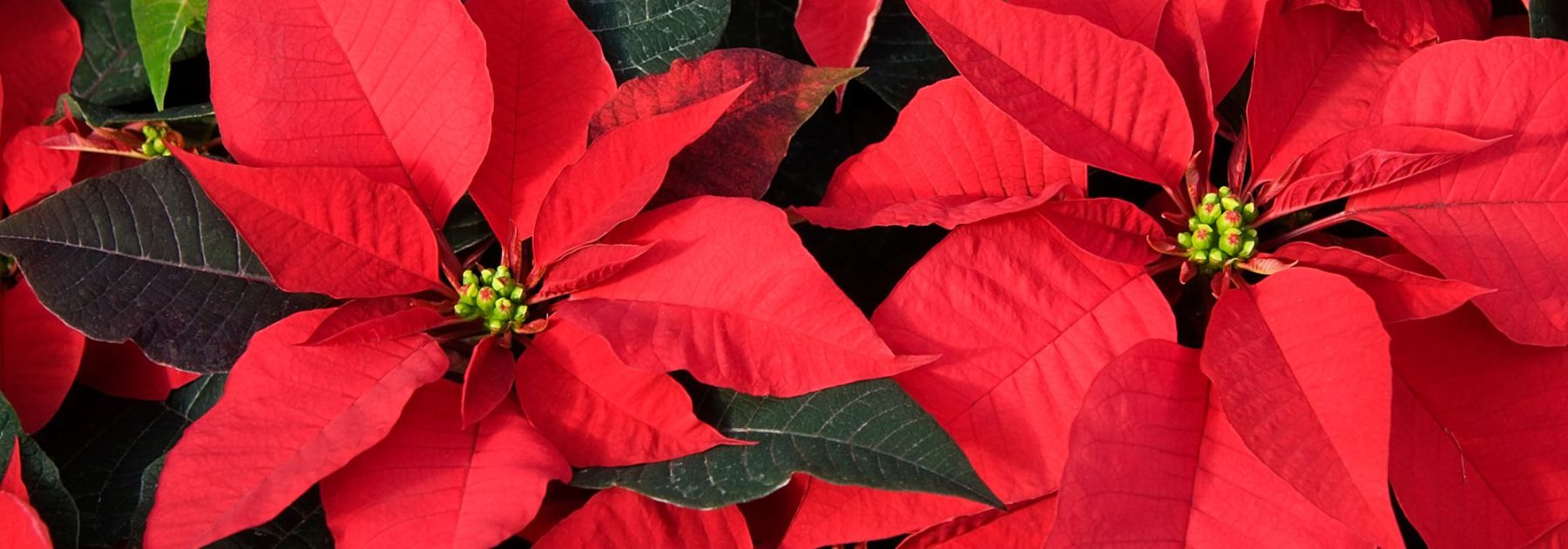 Christmas Star - Poinsettia: Growing and Care
