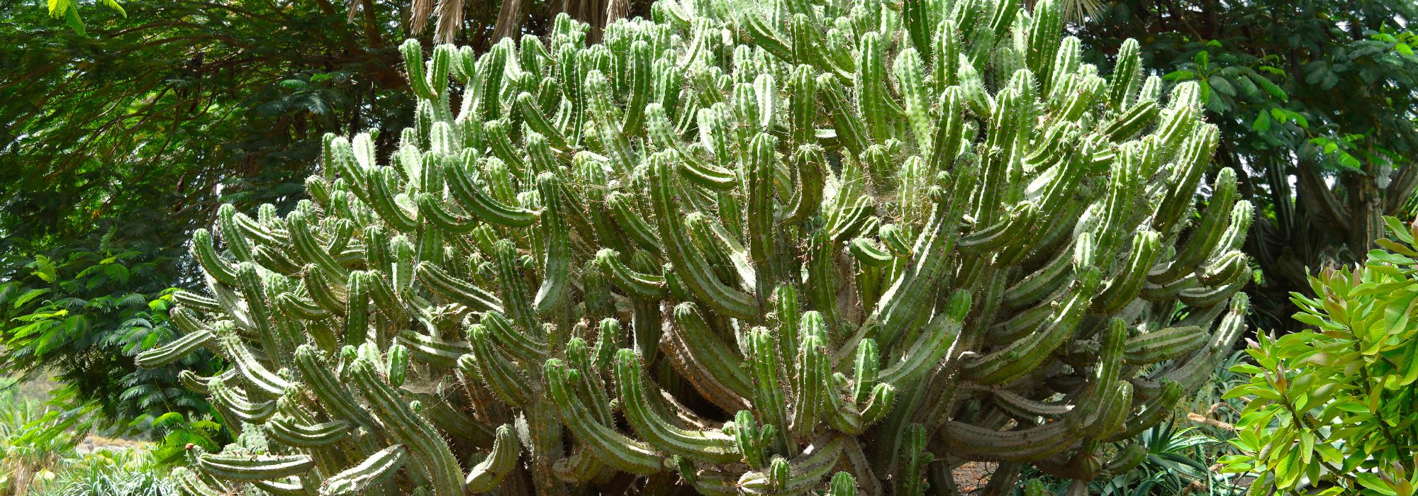 Polaskia chichipe: growing and caring for