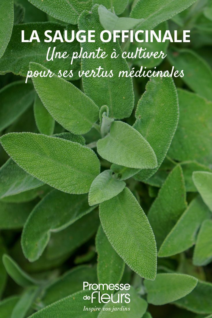 Salvia officinalis: A young plant to grow for its health benefits Common Sage