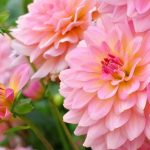 Pinkish Lemon: The New Garden Trend with Zesty Hues
