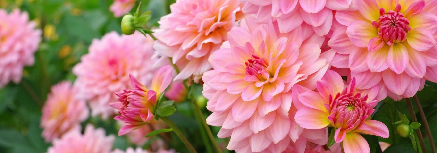 Pinkish Lemon: The New Garden Trend with Zesty Hues