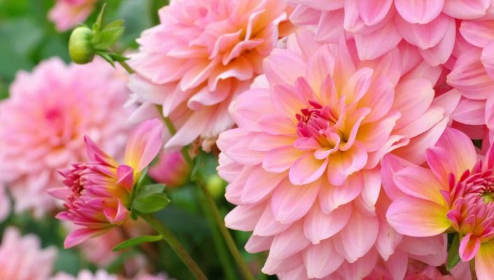 Pinkish Lemon: The New Garden Trend with Zesty Hues