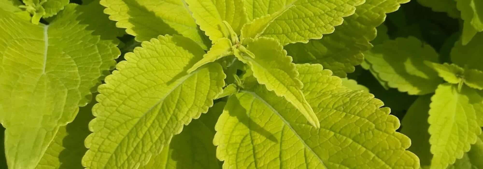 Golden Foliage: Annual Plants That Brighten the Garden All Season Long