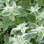 Colours and Contrasts: The Most Beautiful Variegated Annuals