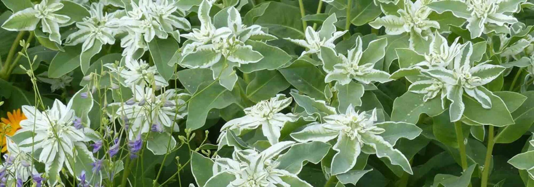 Colours and Contrasts: The Most Beautiful Variegated Annuals