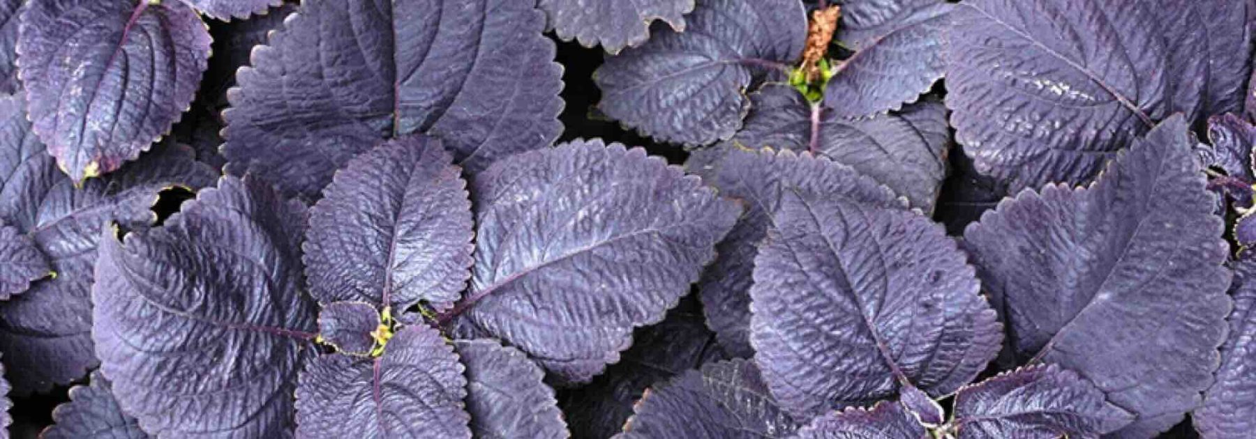Purple Foliage: Annuals That Electrify the Garden