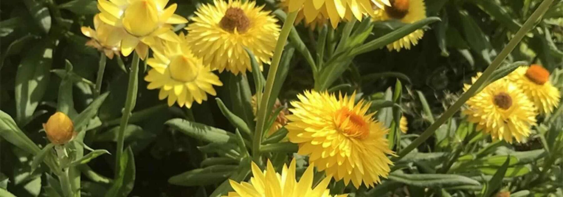 Dry Garden: The Most Drought-Resistant Annual Plants