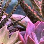 Diseases and Parasitic Pests of Indoor Cacti: How to Treat and Prevent Them?