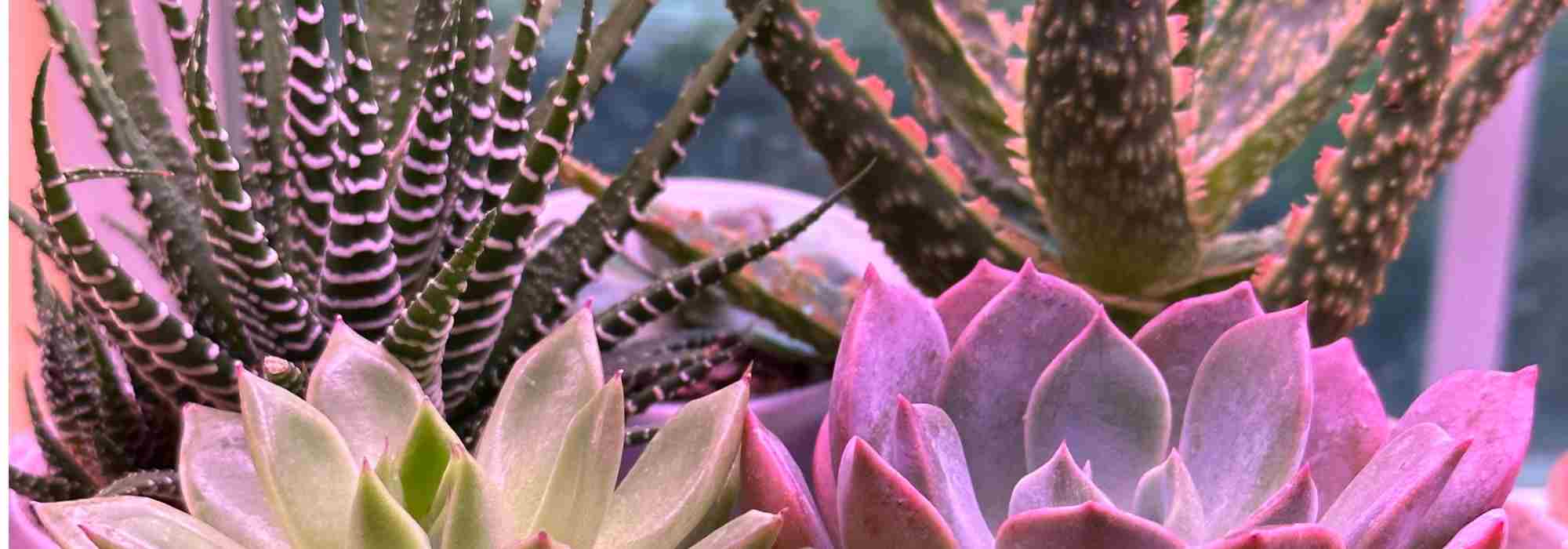 Diseases and Parasitic Pests of Indoor Cacti: How to Treat and Prevent Them?