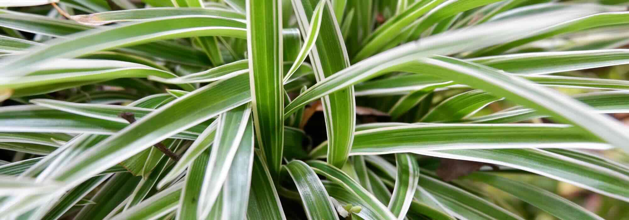 Chlorophytum: Pests, Diseases and Essential Care Tips to Know