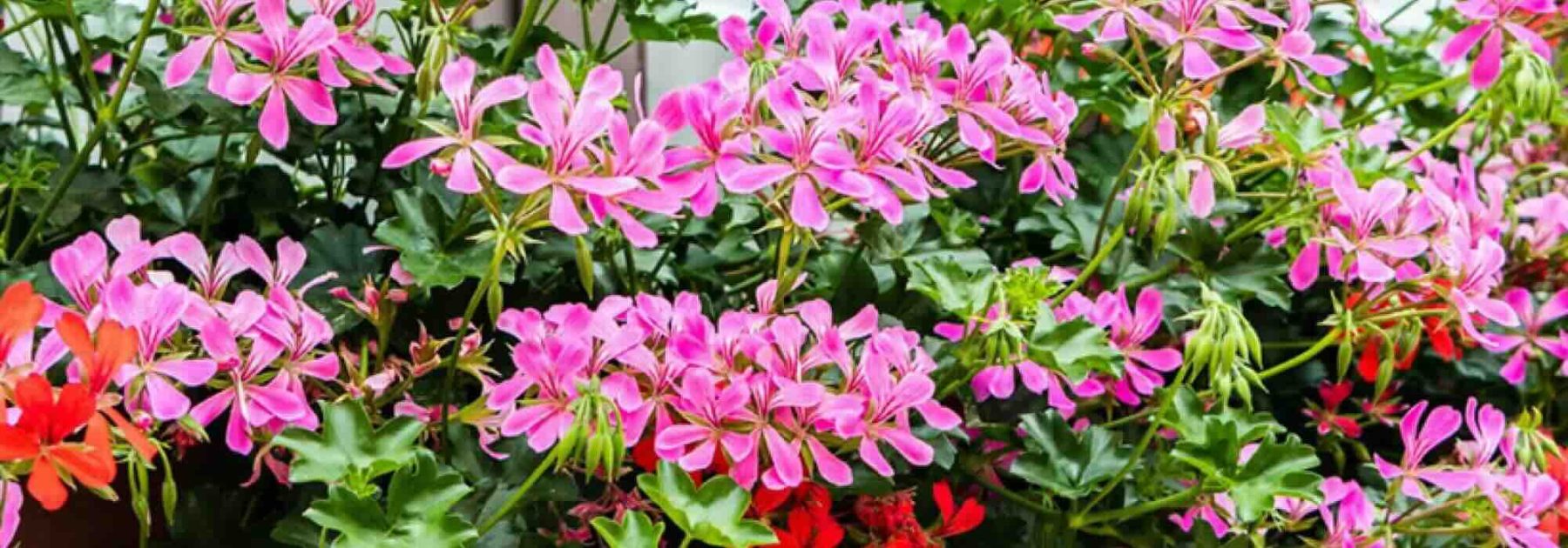 Choose an ivy-leaved geranium, the king of flower-filled balconies all summer long.