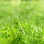 Lawn Care: The Most Common Mistakes
