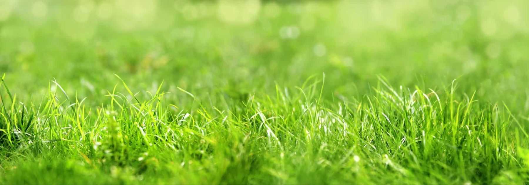 Lawn Care: The Most Common Mistakes