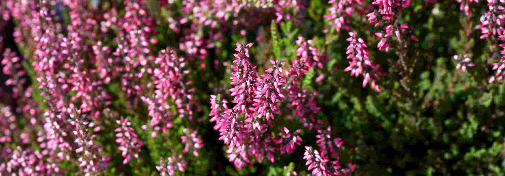 Diseases and Parasitic Pests of Heathers: Symptoms, Natural Treatments and Prevention Tips
