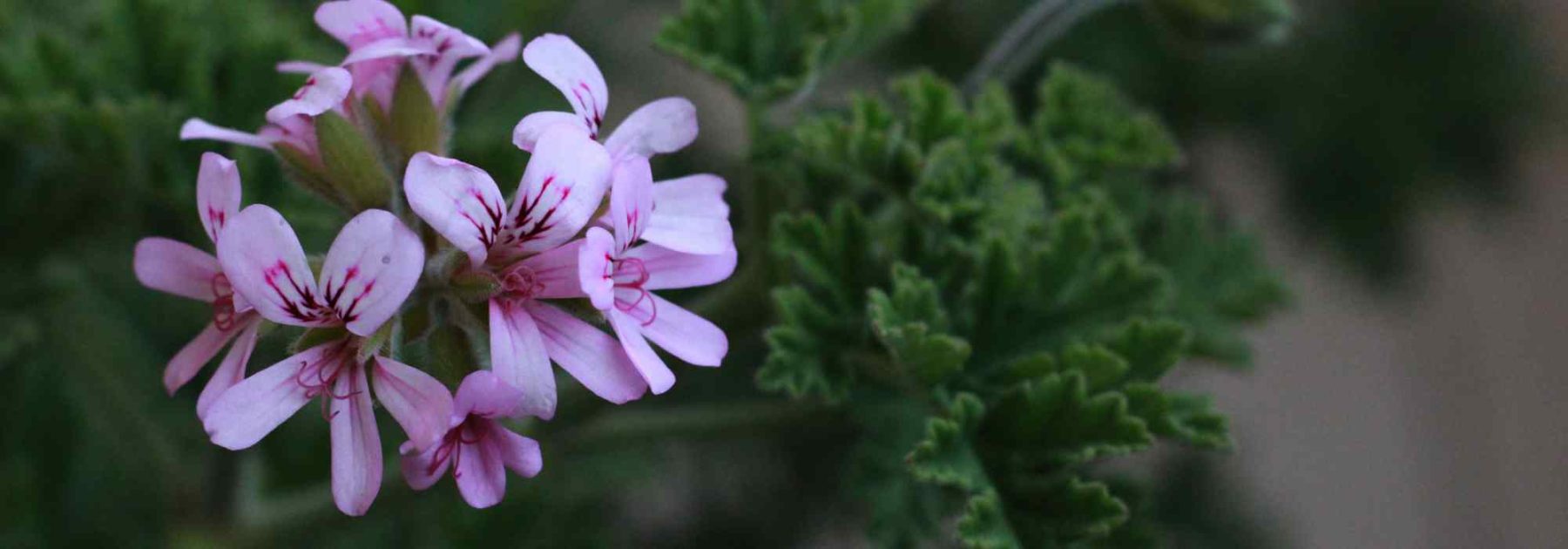 Diseases and parasitic pests of pelargoniums