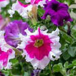 Diseases and parasitic pests of petunias and surfinias