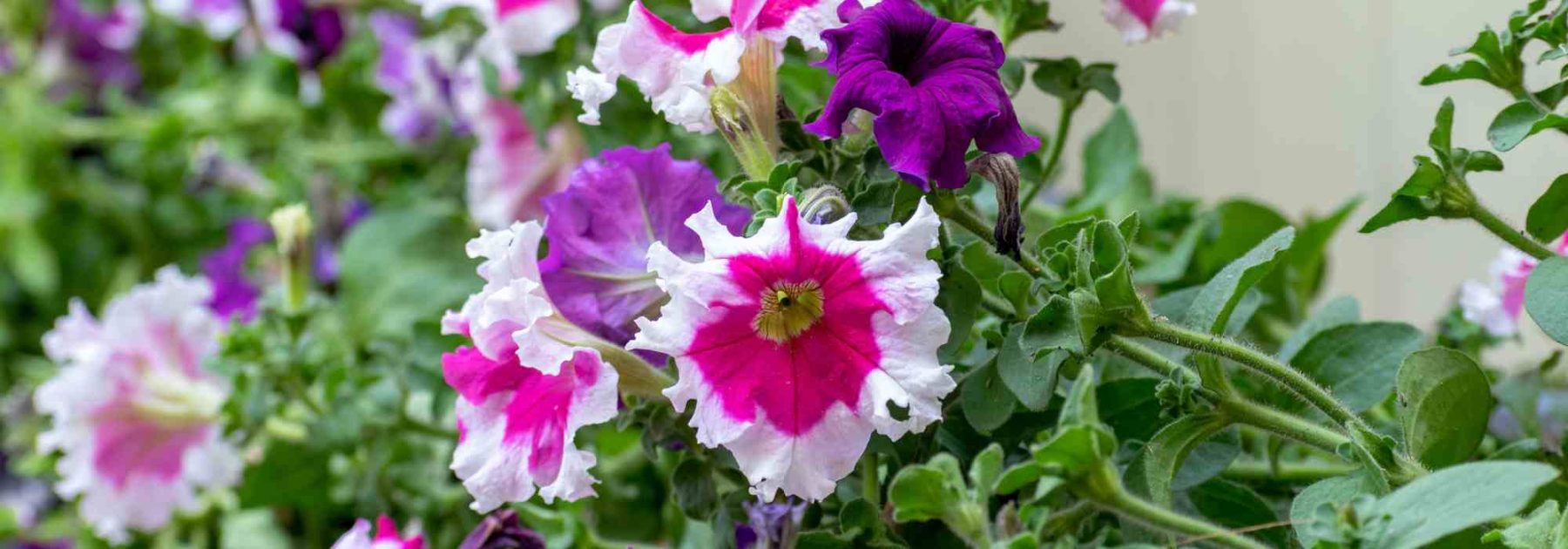 Diseases and parasitic pests of petunias and surfinias