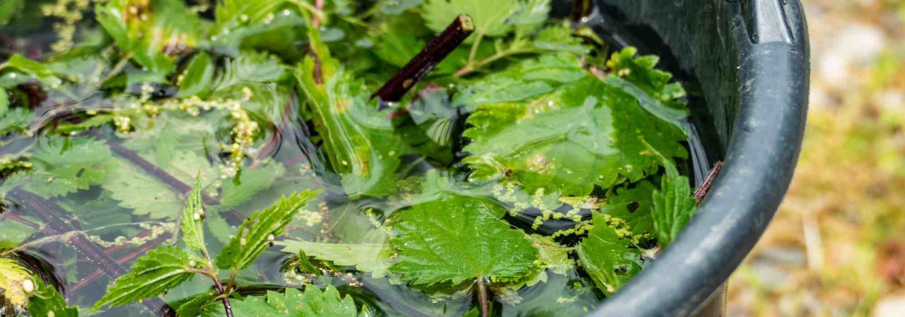 Beginner Gardening: How to Feed Your Plants Naturally and Easily?