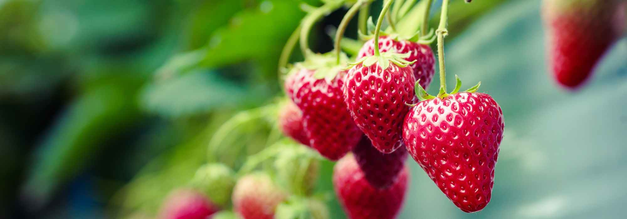 Berries and small fruits to grow in pots