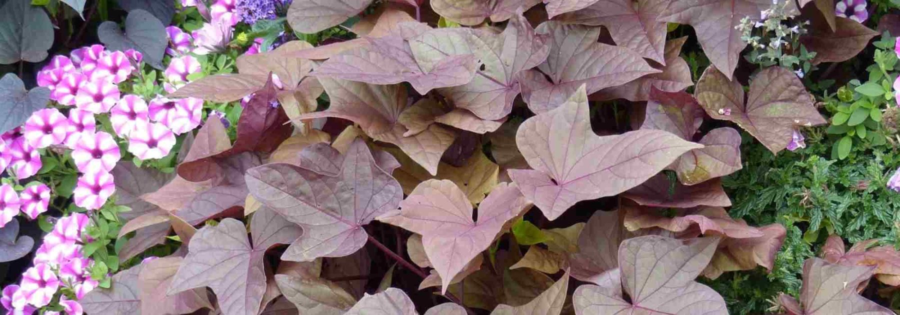 The Best Annuals with Decorative Foliage to Enhance Your Garden or Balcony