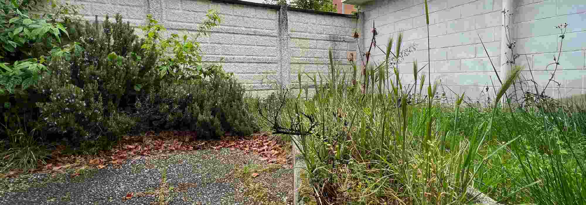 How to Revive an Overgrown Garden, Step by Step