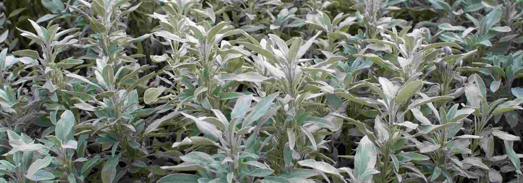 Common Sage: A Plant to Grow for Its Health Benefits