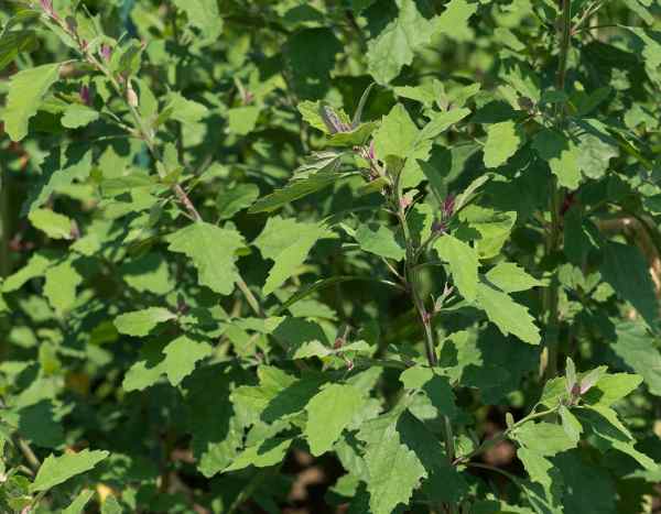 How to sow Good King Henry?