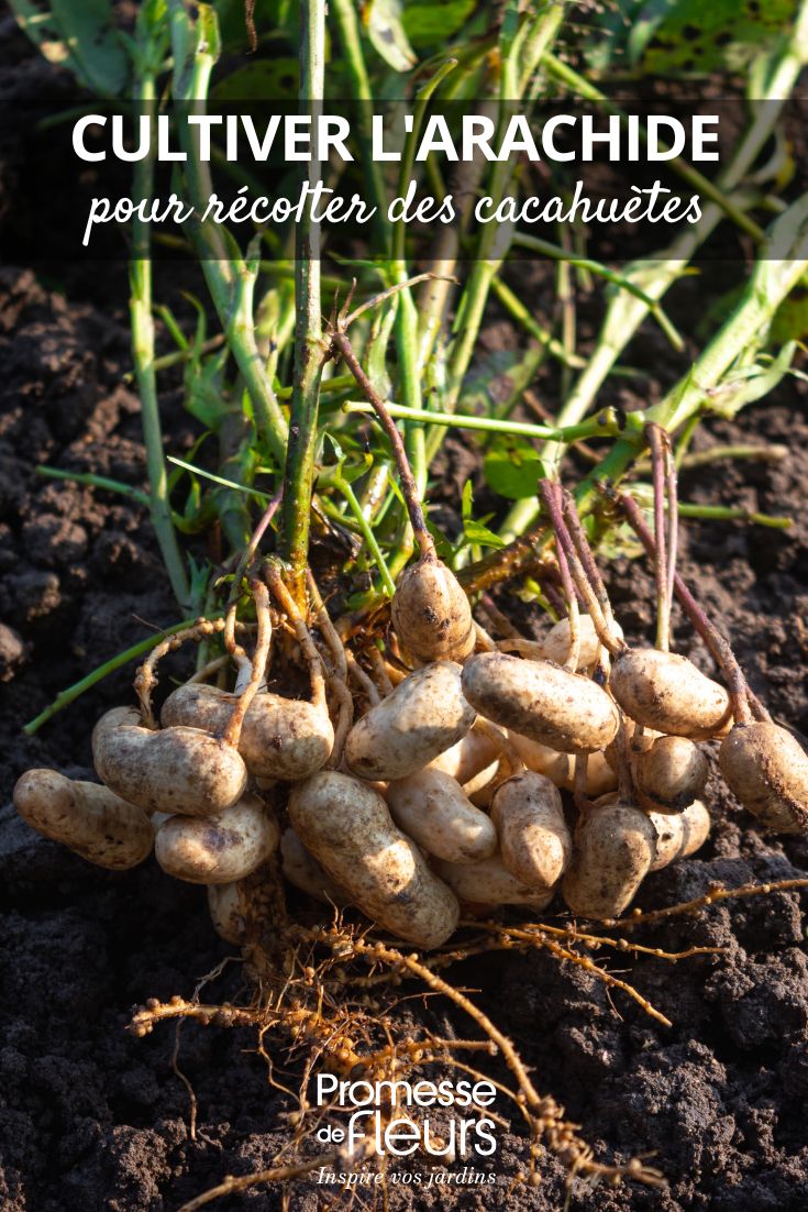 How to grow peanuts to harvest peanuts peanut cultivation