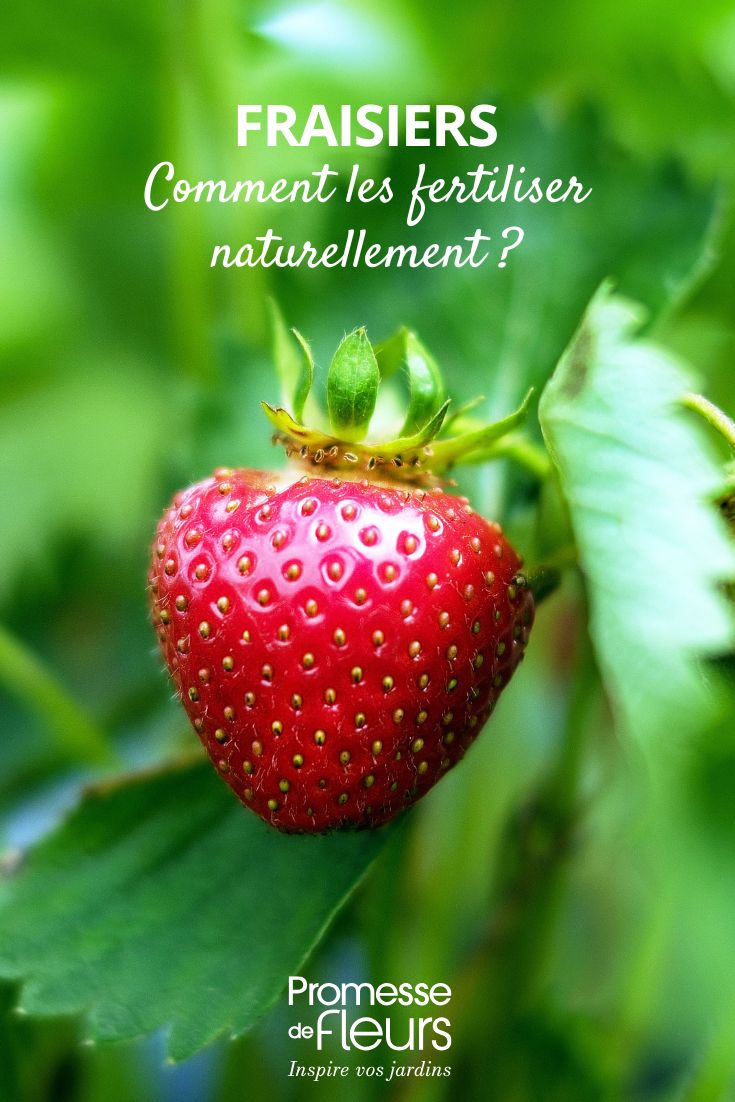 Enriching and fertilising young strawberry plants