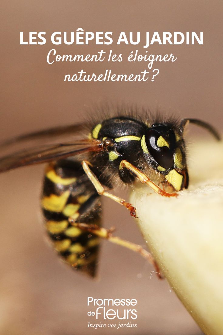 How to control wasps in the garden without harming biodiversity (1) naturally repel wasps