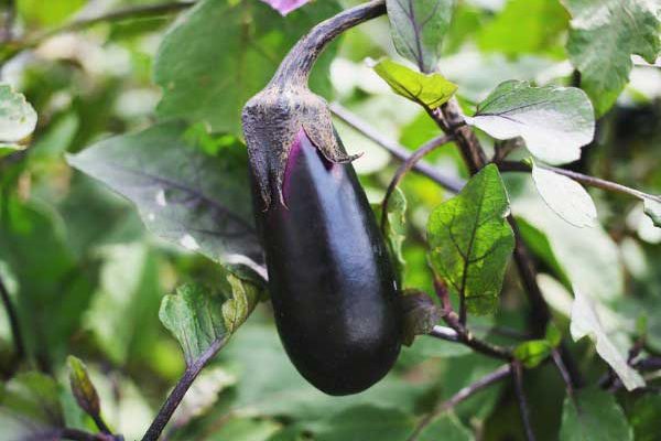 How to succeed with your aubergine sowing?