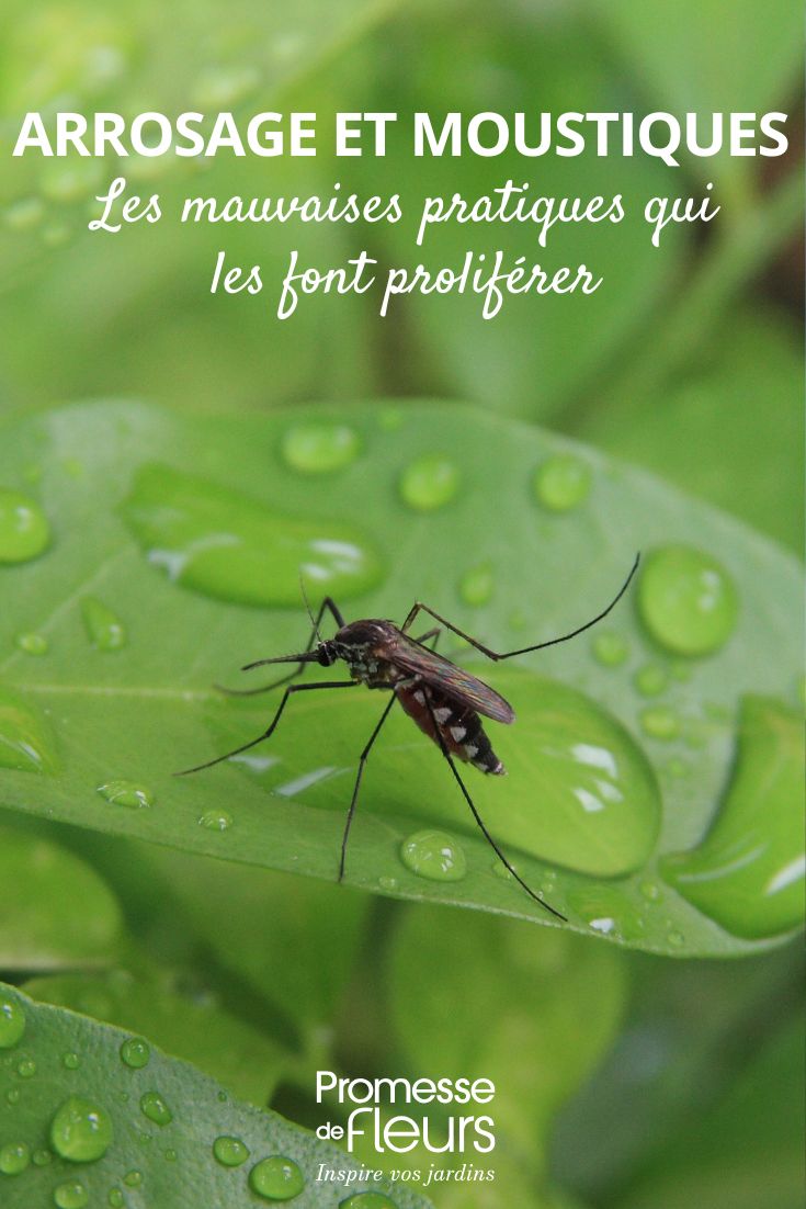 watering and mosquitoes in the garden Watering: The Bad Practices That Attract Mosquitoes